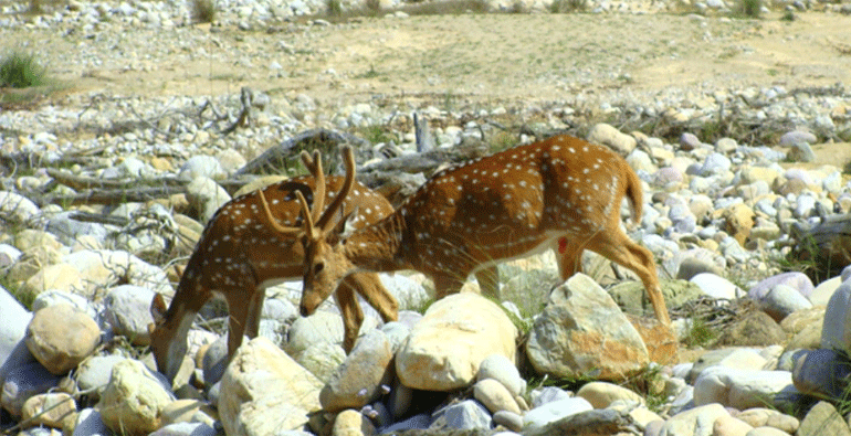 Ranikhet Tour Package